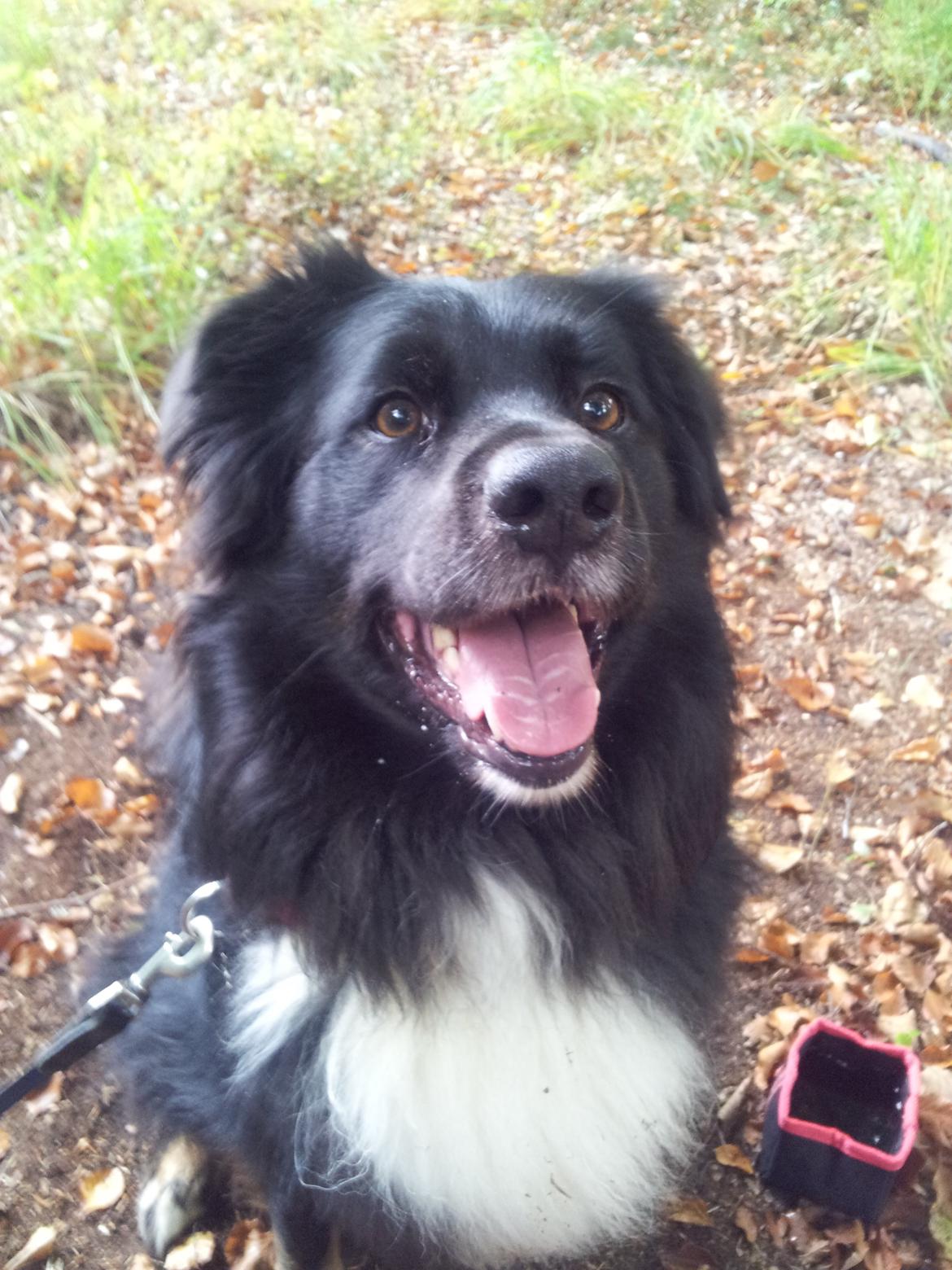 Blanding af racer Tobey billede 25