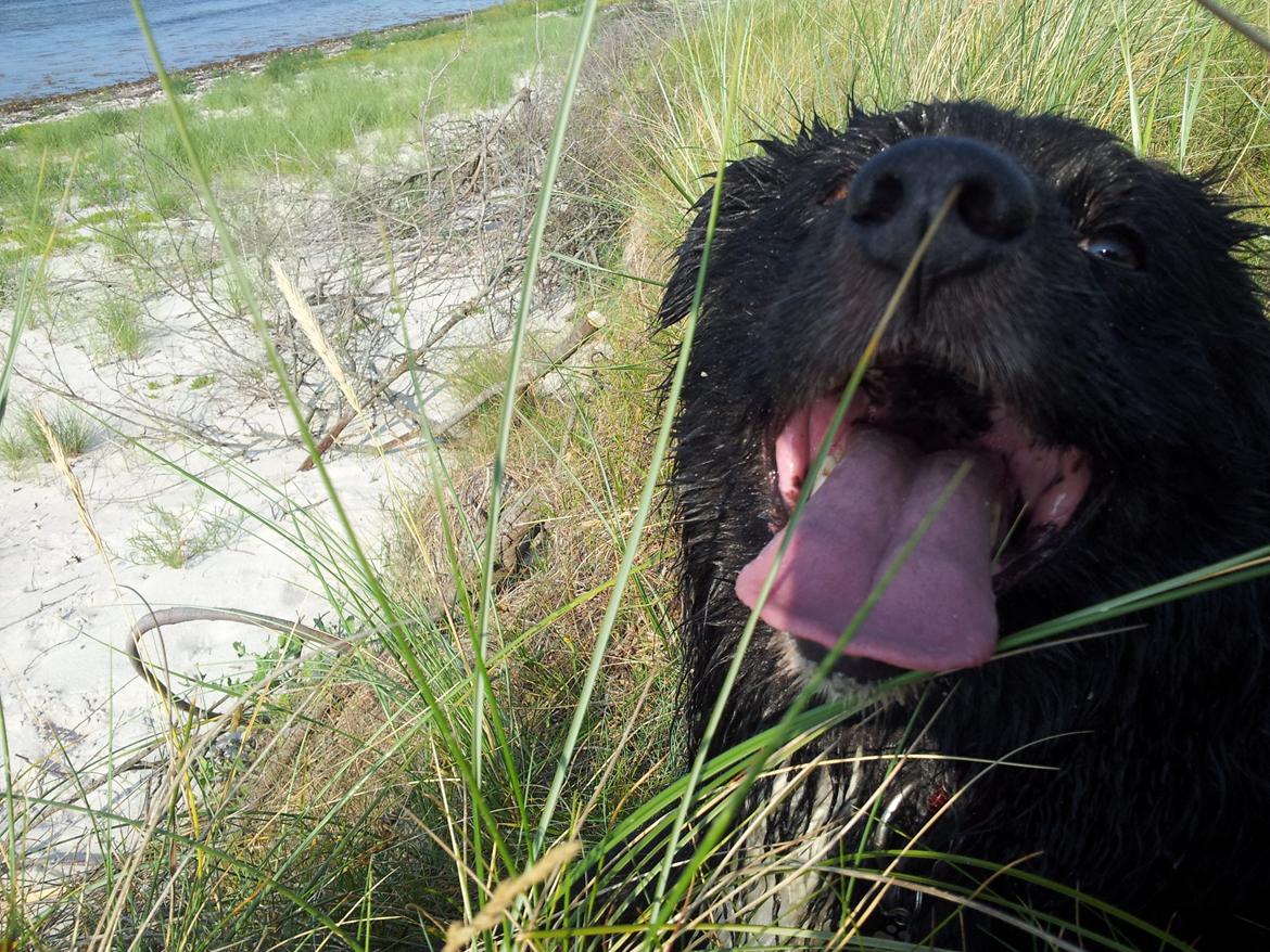 Blanding af racer Tobey billede 26