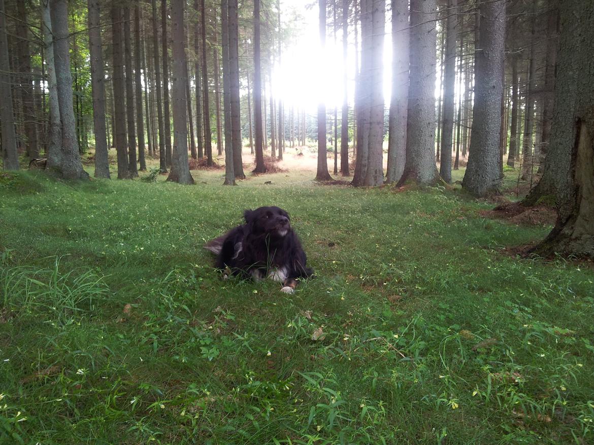 Blanding af racer Tobey billede 22