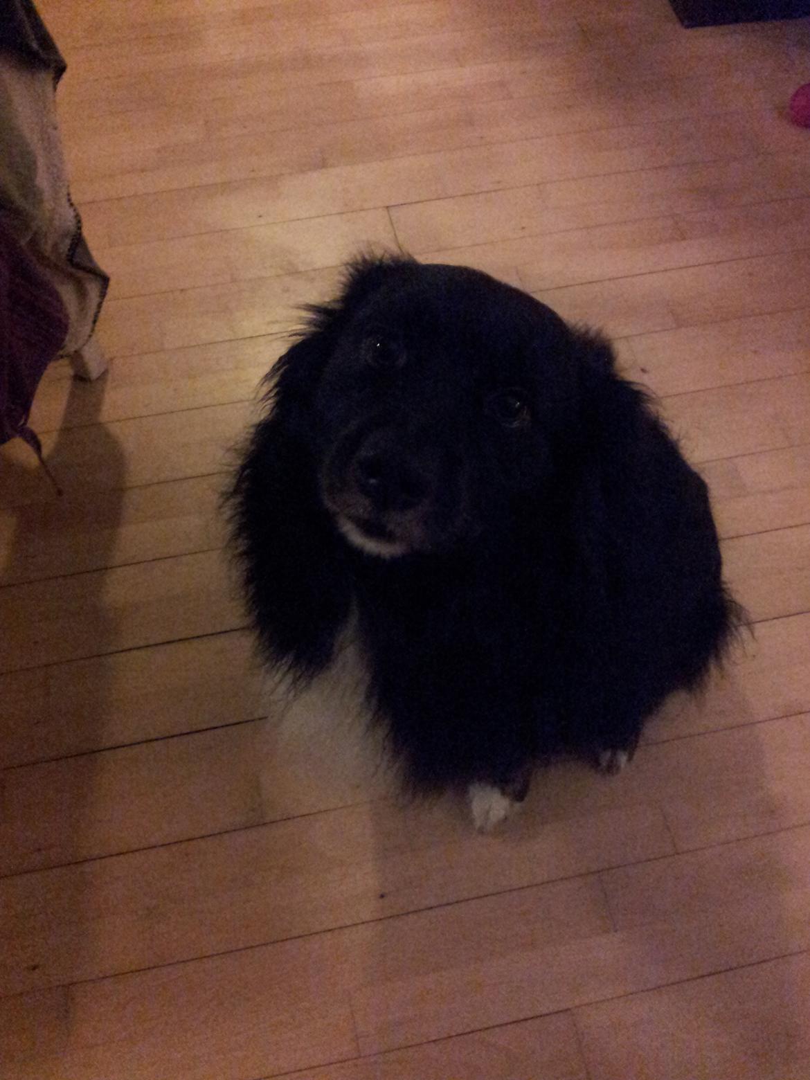 Blanding af racer Tobey billede 27