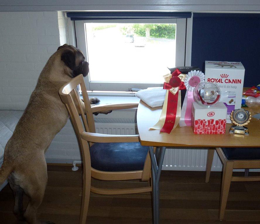 Bullmastiff Bullsaints Haress Al Dar - Barney på vores hotel her iweekenden, hvor han blev bedste baby hvalp både lørdag & søndag billede 33
