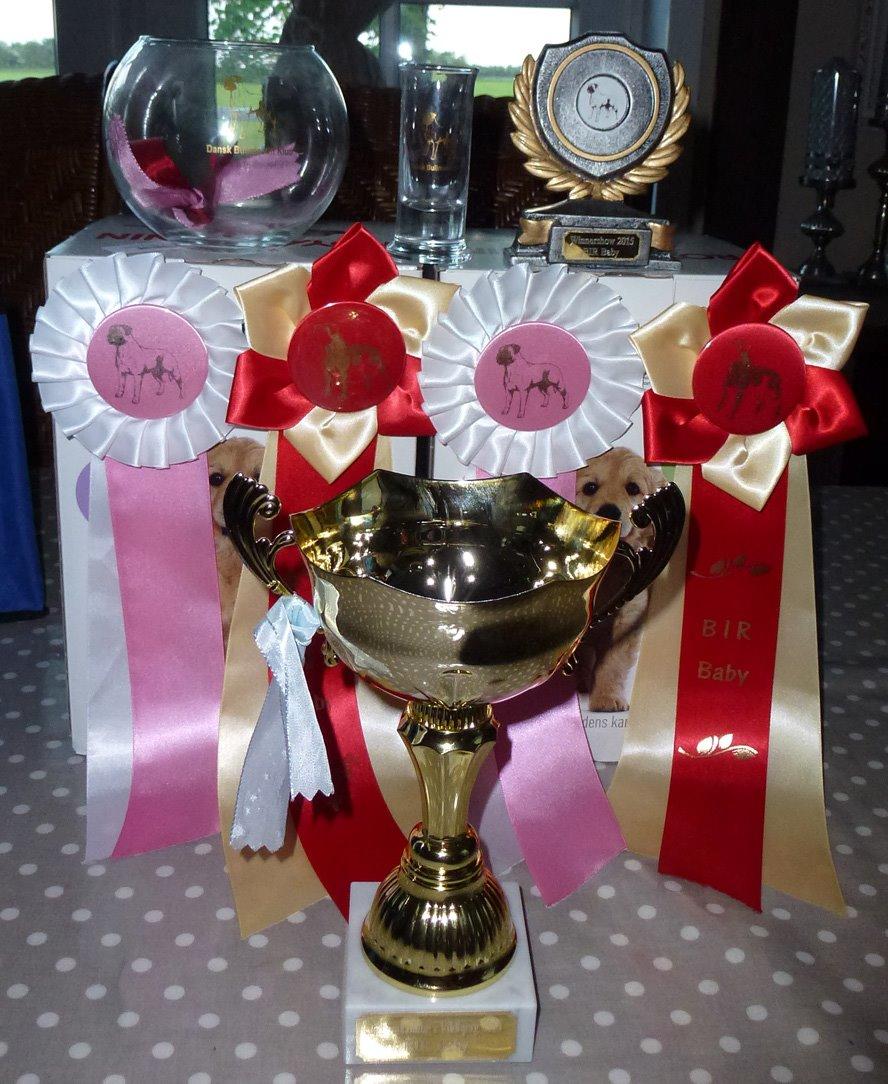 Bullmastiff Bullsaints Haress Al Dar - Barney`s høst fra Bullmastiffens Winner udstillingen 7 - 8 Juni 2015 billede 34