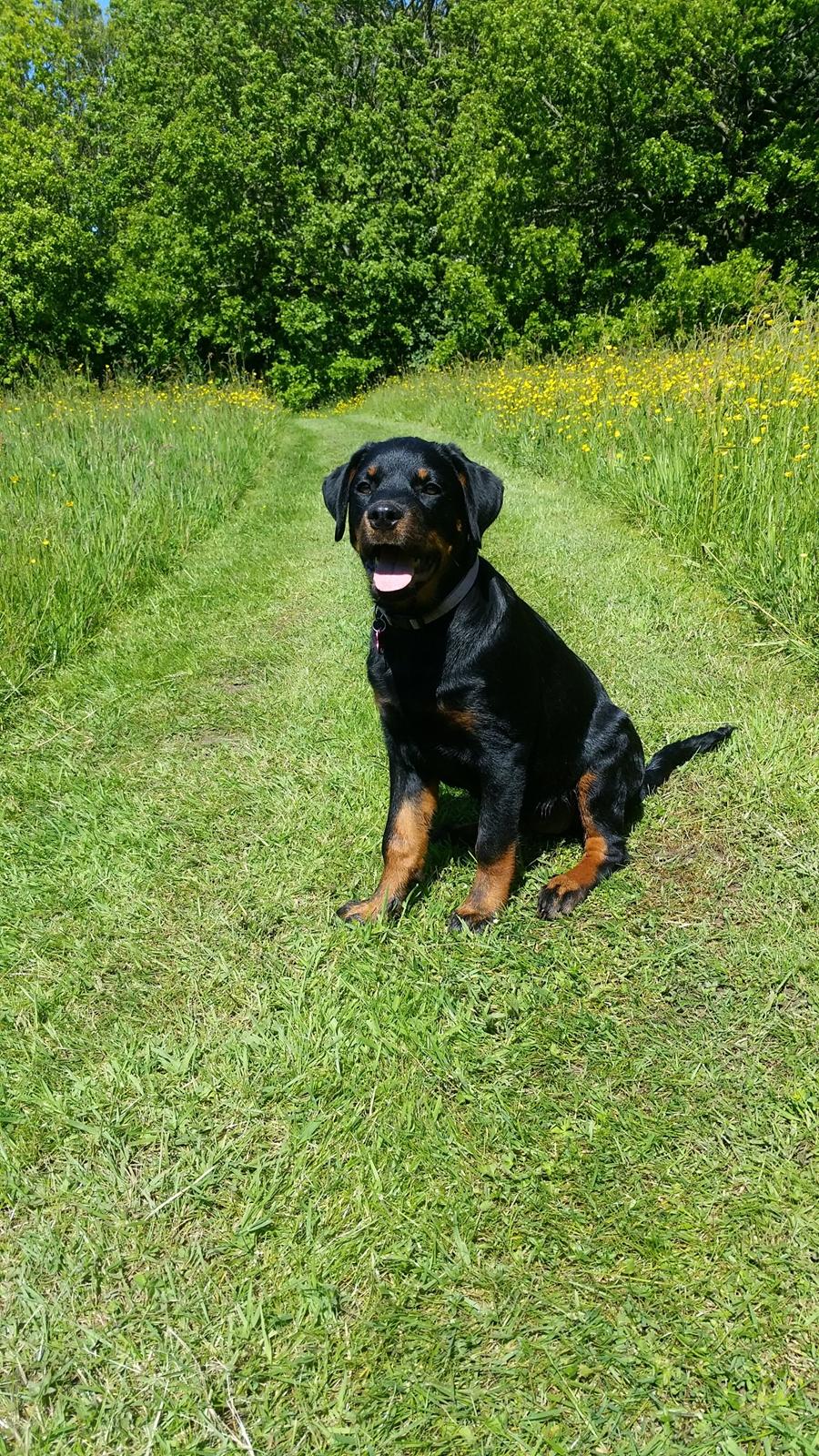 Rottweiler Kali billede 36