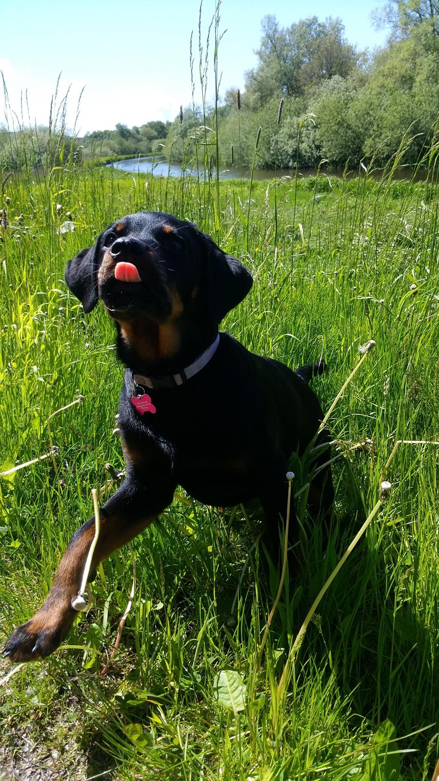 Rottweiler Kali billede 38