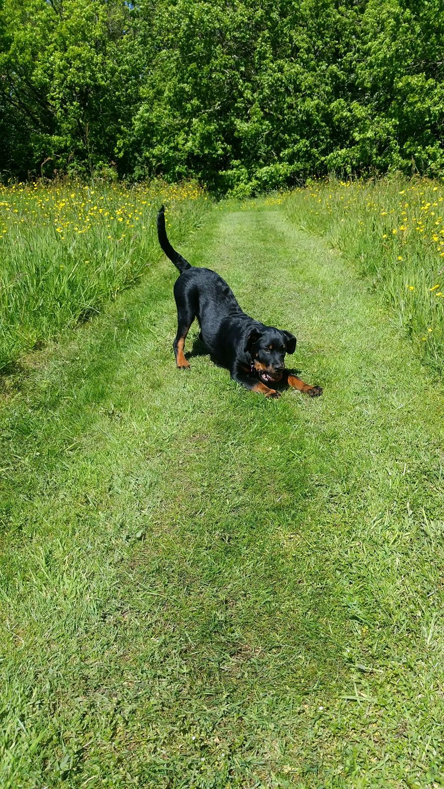 Rottweiler Kali billede 37