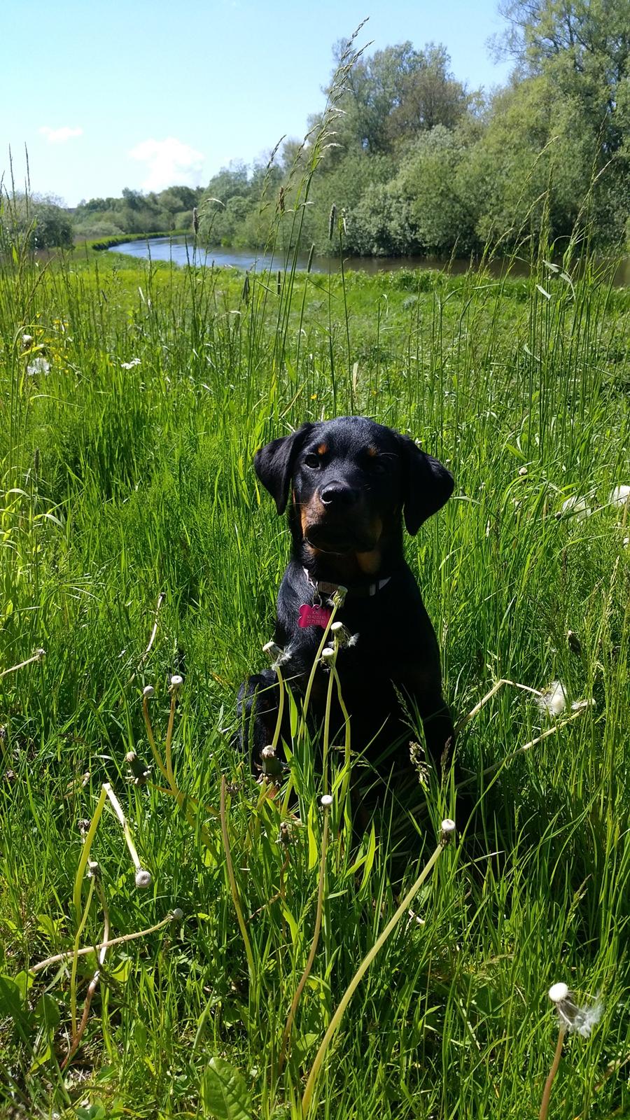 Rottweiler Kali billede 40