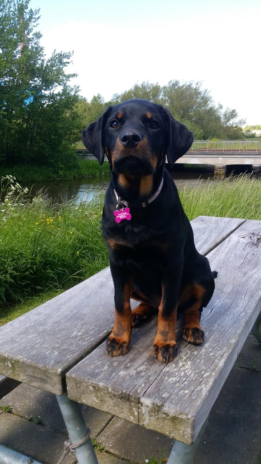 Rottweiler Kali billede 39
