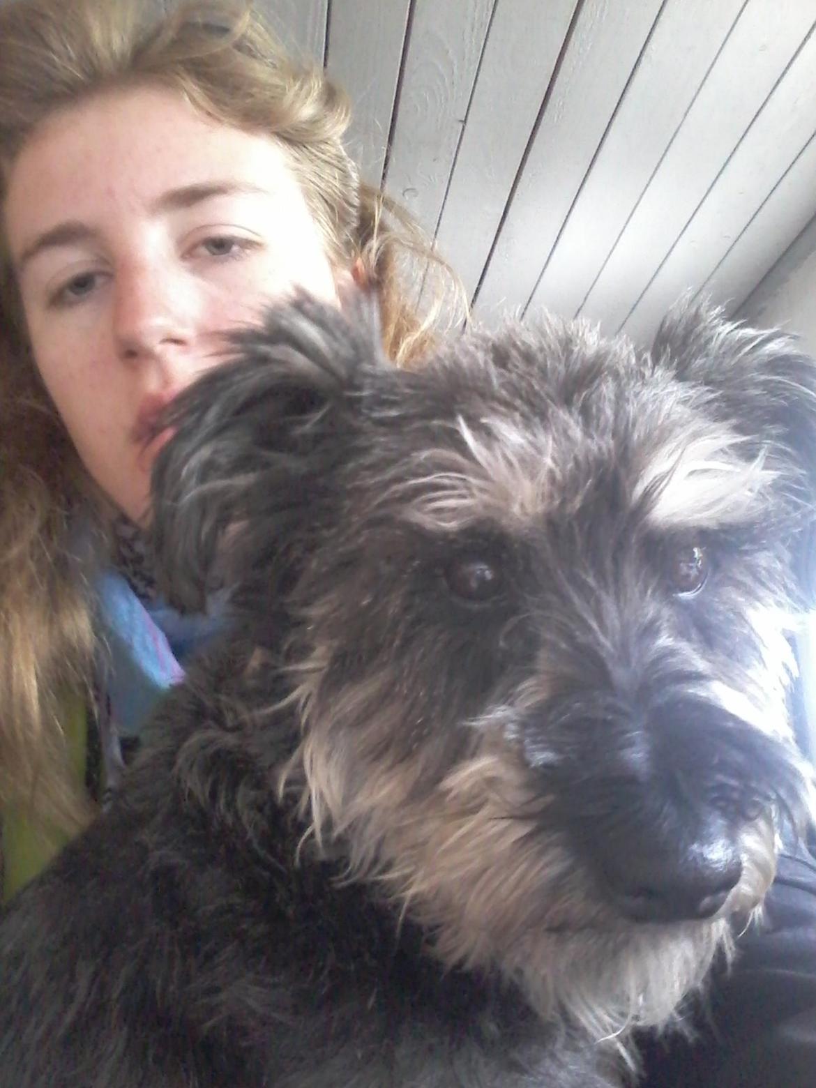 Dvaergschnauzer William (Staldhund<3) billede 16