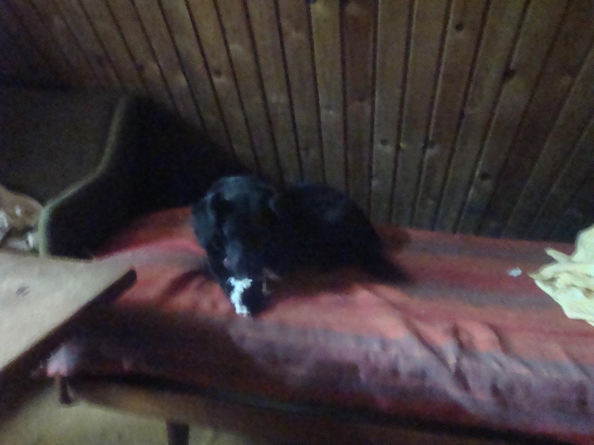 Blanding af racer Blackie billede 9