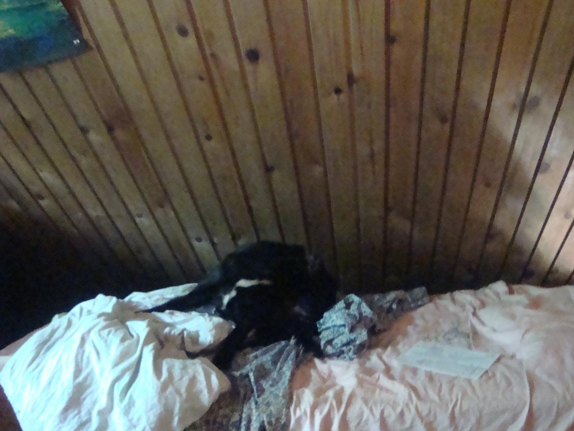 Blanding af racer Blackie billede 13