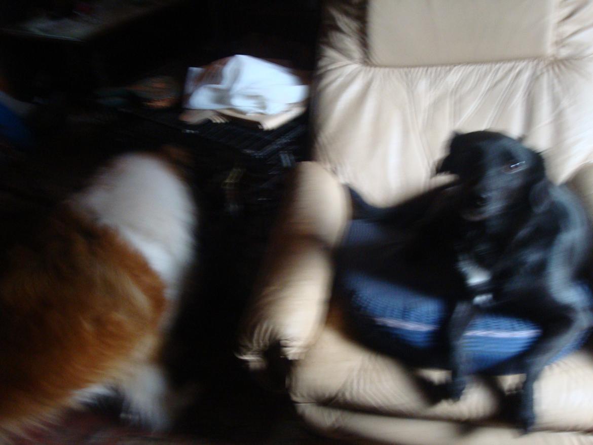 Blanding af racer Blackie billede 18