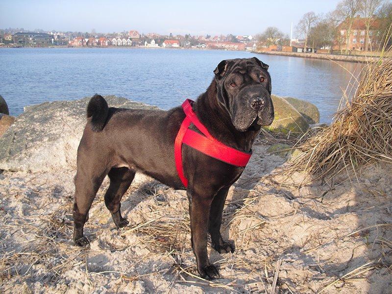 Shar pei Chili - 22. januar 2015 billede 22