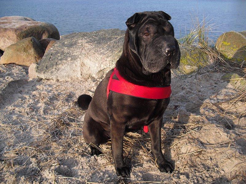 Shar pei Chili - 22. januar 2015 billede 23