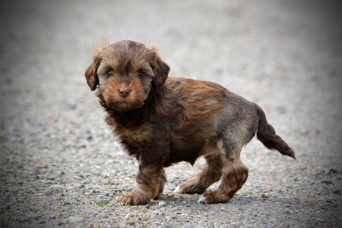 Løwchen Lions of Denmark Hot Brandy ´n Cream *Gabie* billede 6