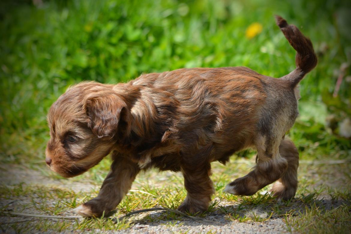 Løwchen Lions of Denmark Hot Brandy ´n Cream *Gabie* billede 9