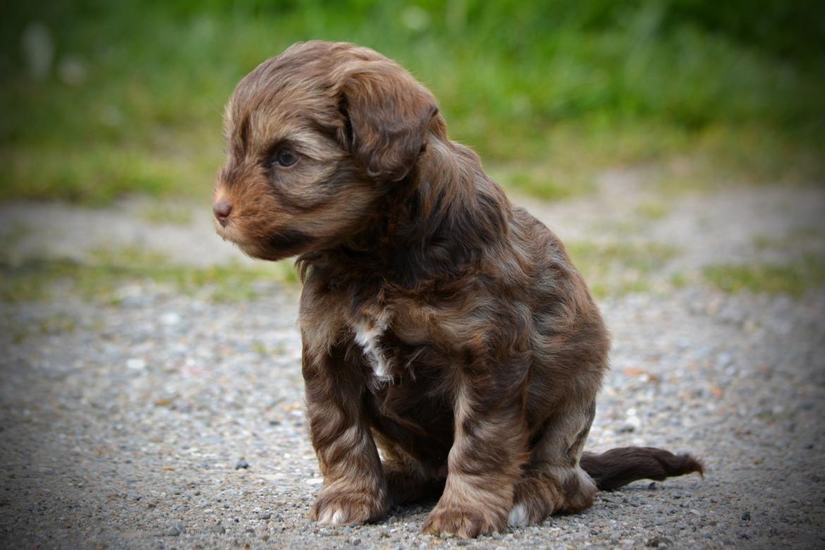 Løwchen Lions of Denmark Hot Brandy ´n Cream *Gabie* billede 10