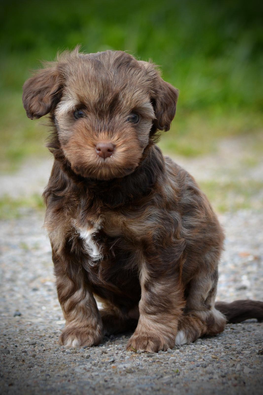 Løwchen Lions of Denmark Hot Brandy ´n Cream *Gabie* billede 5