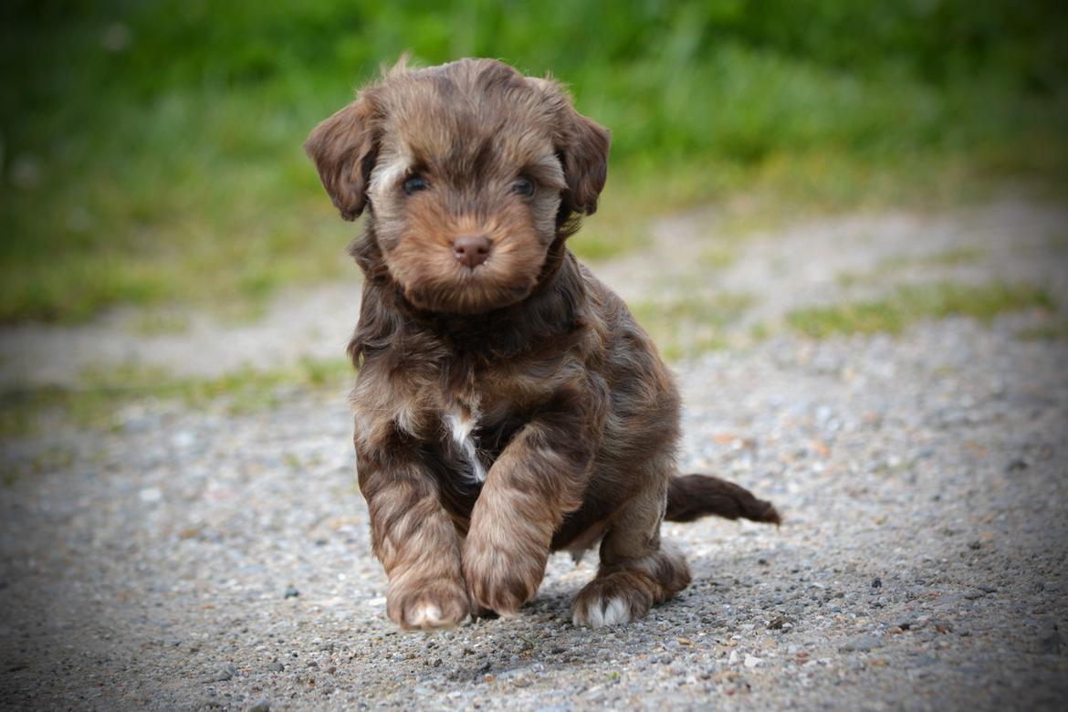 Løwchen Lions of Denmark Hot Brandy ´n Cream *Gabie* billede 11