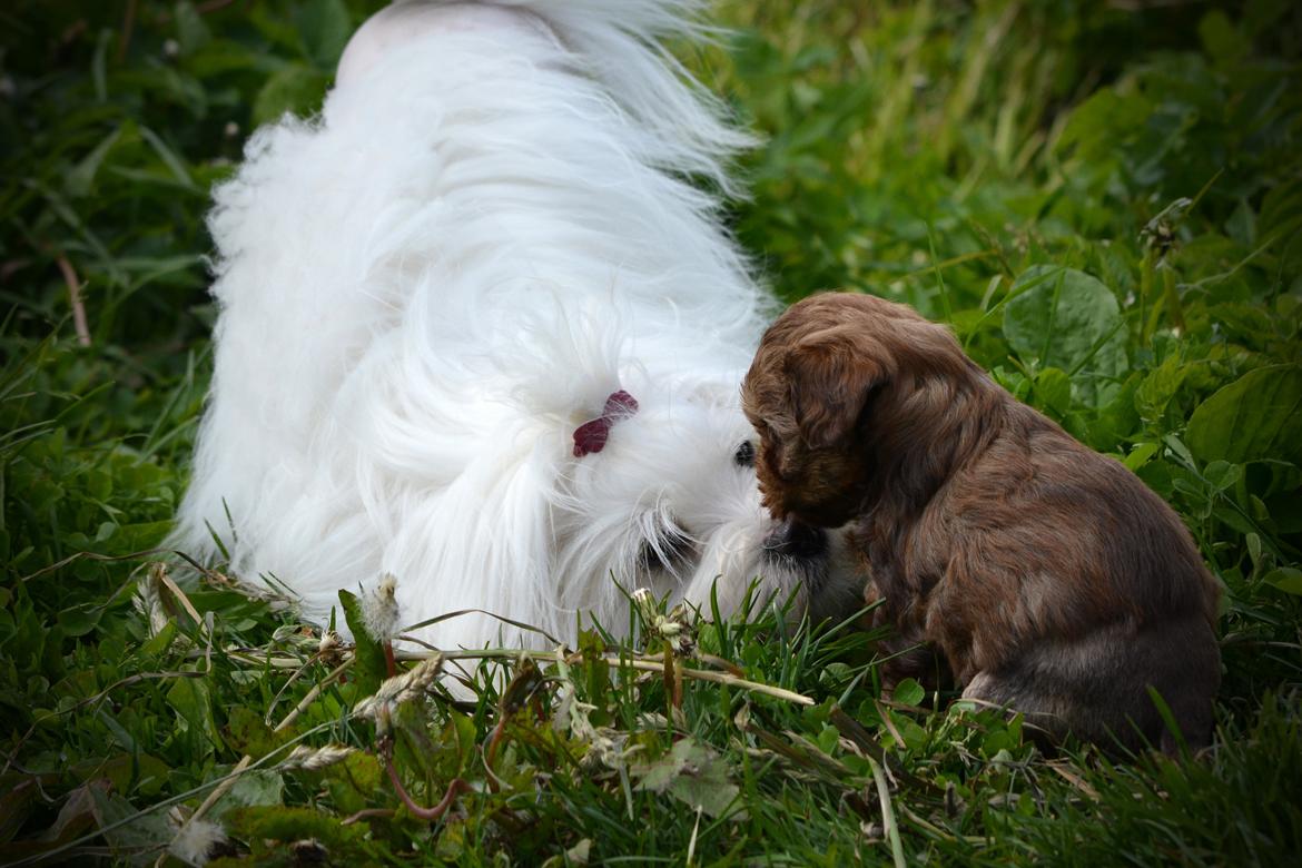 Løwchen Lions of Denmark Hot Brandy ´n Cream *Gabie* billede 12