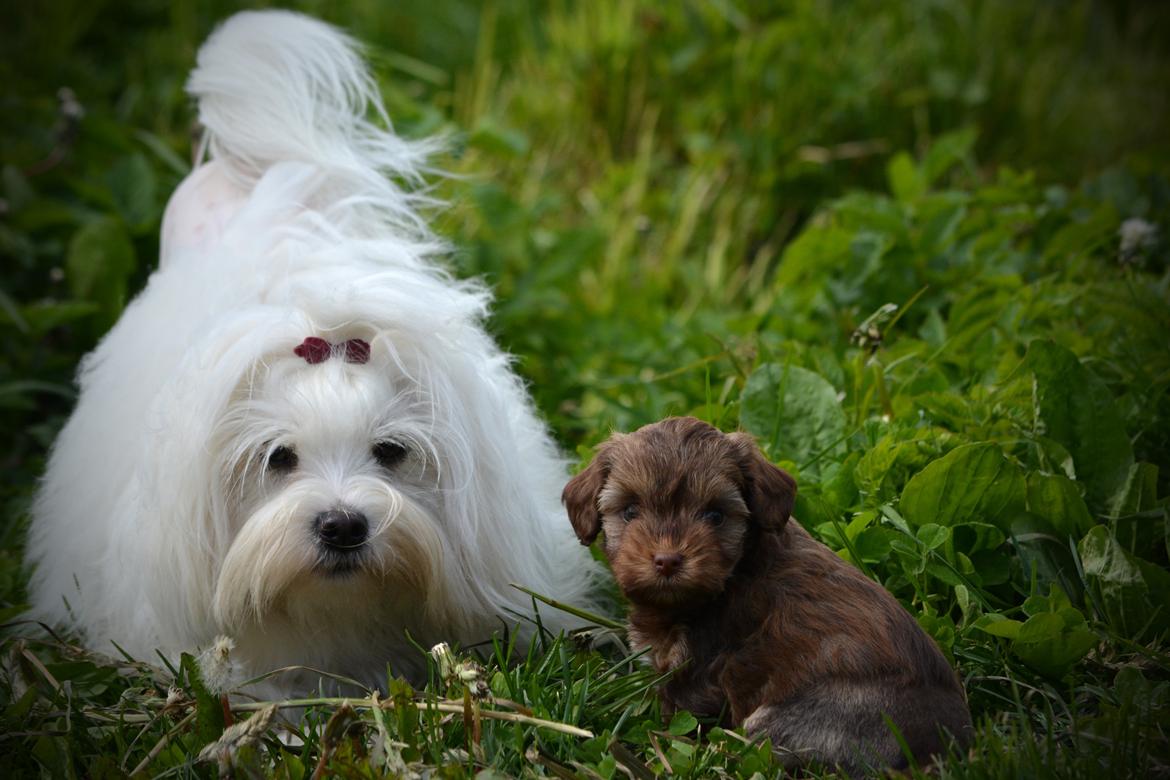 Løwchen Lions of Denmark Hot Brandy ´n Cream *Gabie* billede 13