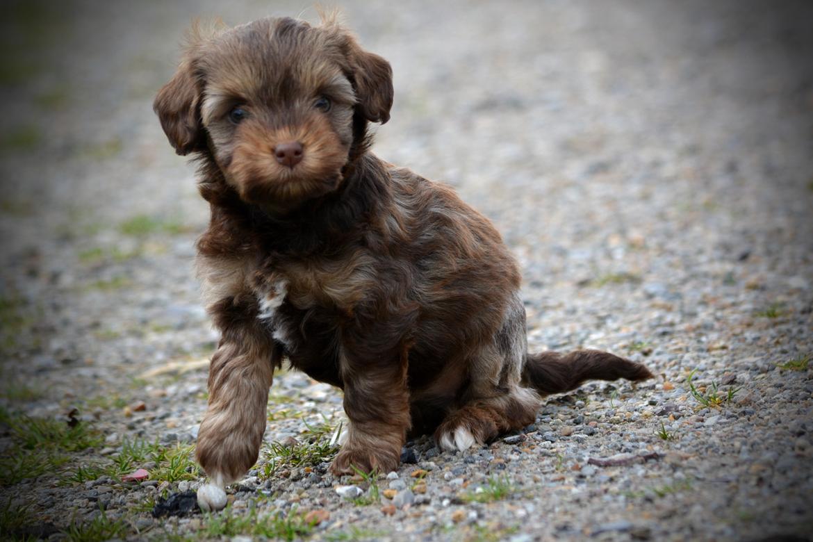 Løwchen Lions of Denmark Hot Brandy ´n Cream *Gabie* billede 7