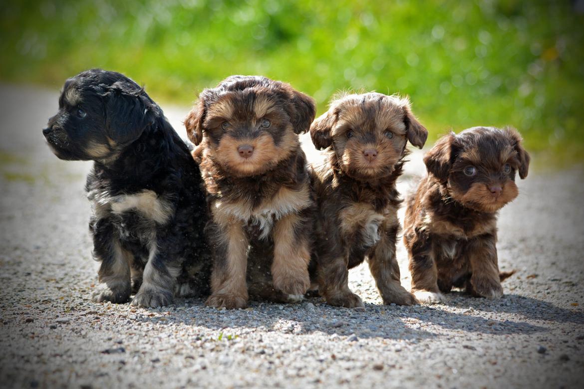 Løwchen Lions of Denmark Hot Brandy ´n Cream *Gabie* billede 14