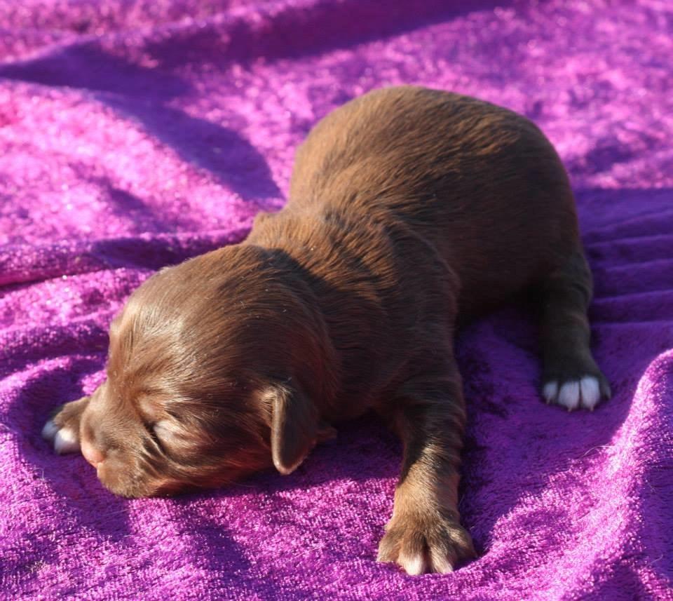 Løwchen Lions of Denmark Hot Brandy ´n Cream *Gabie* billede 16