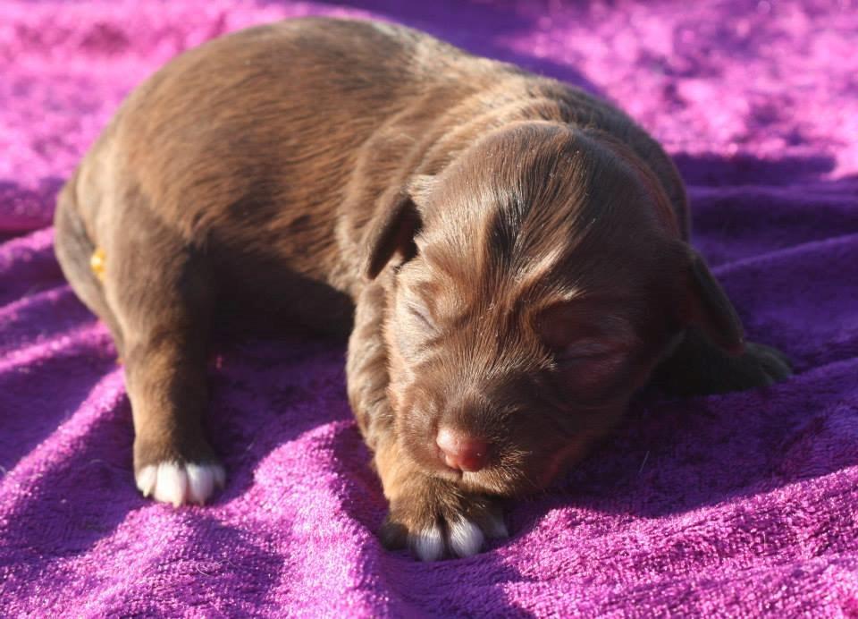 Løwchen Lions of Denmark Hot Brandy ´n Cream *Gabie* billede 15