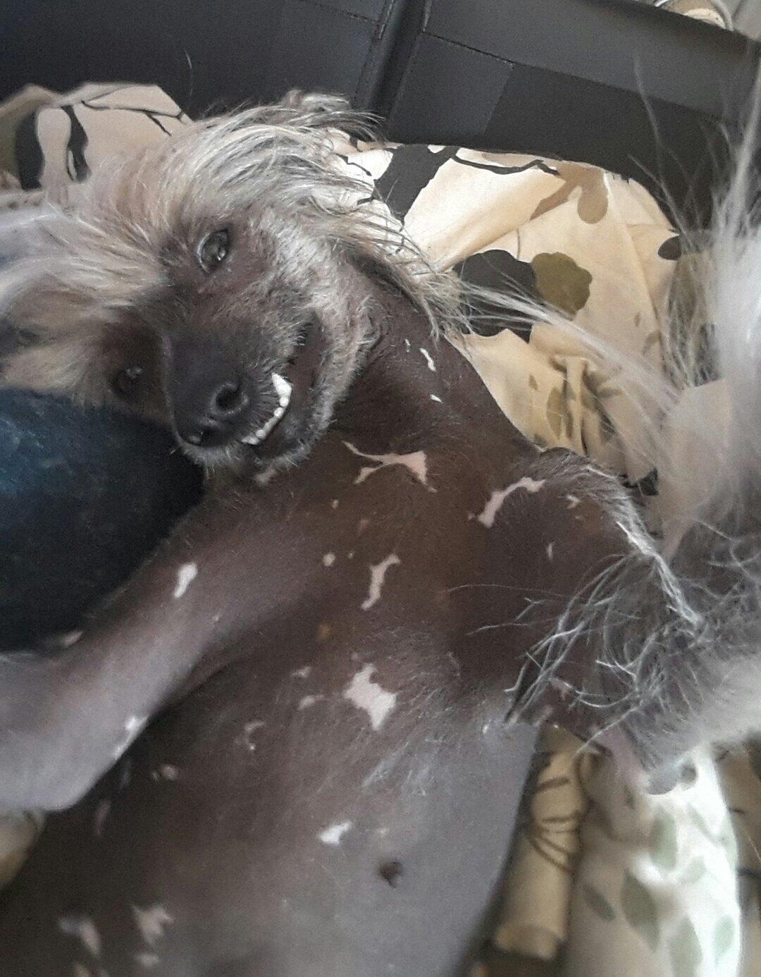 Chinese crested hårløs Sminna billede 12