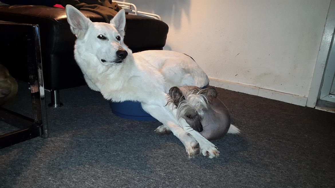 Chinese crested hårløs Sminna billede 13