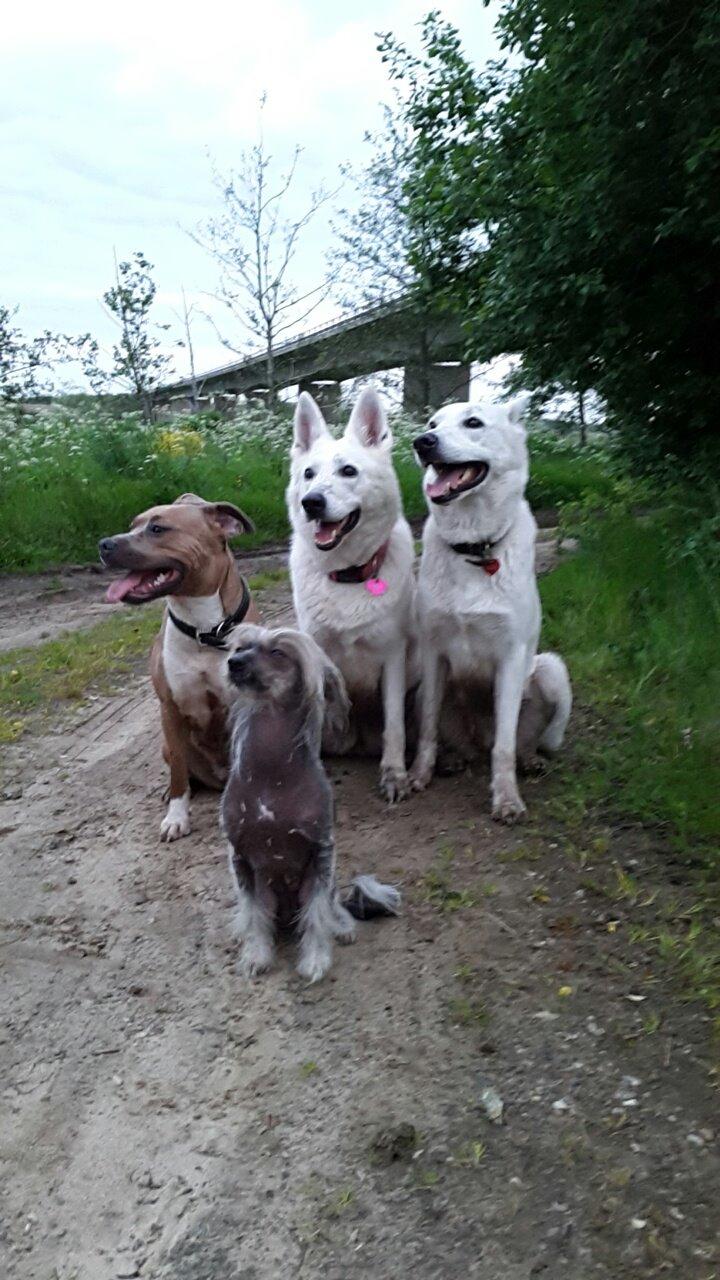 Chinese crested hårløs Sminna billede 14