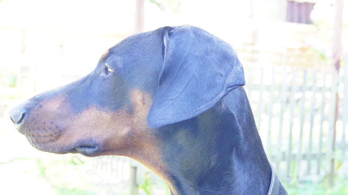 Dobermann MALKIN billede 18