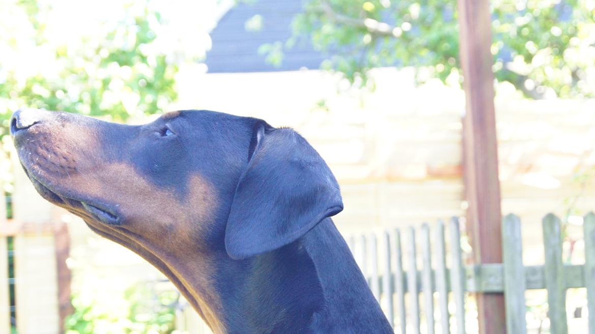 Dobermann MALKIN billede 3