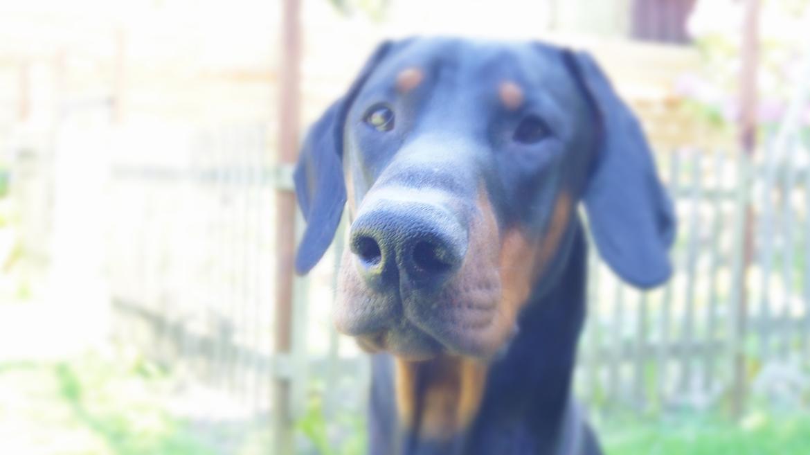 Dobermann MALKIN billede 4