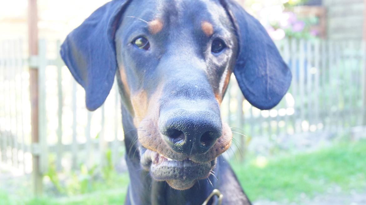 Dobermann MALKIN billede 1