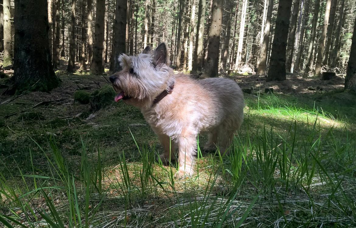 Cairn terrier Ebbe billede 43