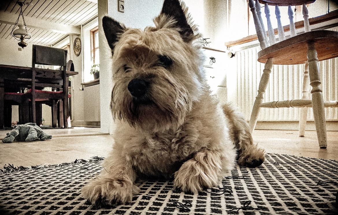 Cairn terrier Ebbe - Gammelmanden, juni 2015, 13,5 år billede 4