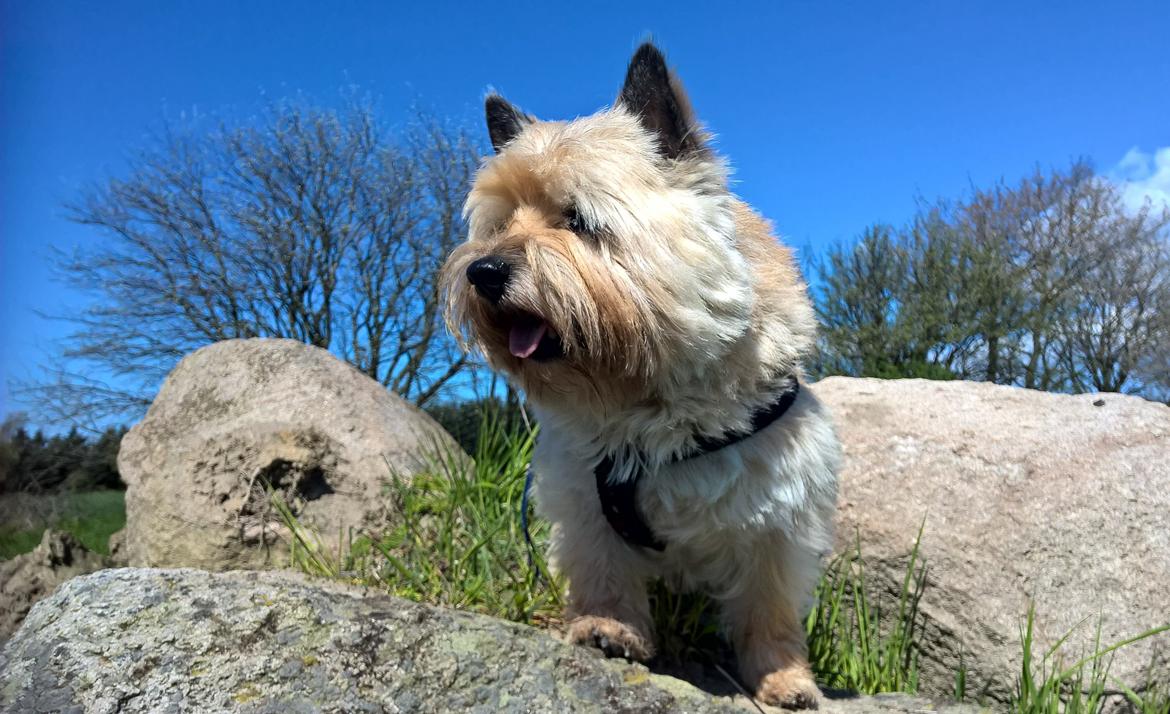 Cairn terrier Ebbe - maj, 2015 billede 44