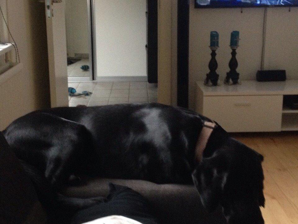 Blanding af racer UFFE billede 14