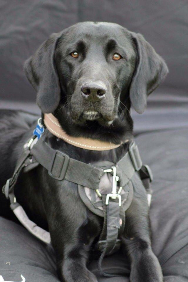 Blanding af racer UFFE billede 15