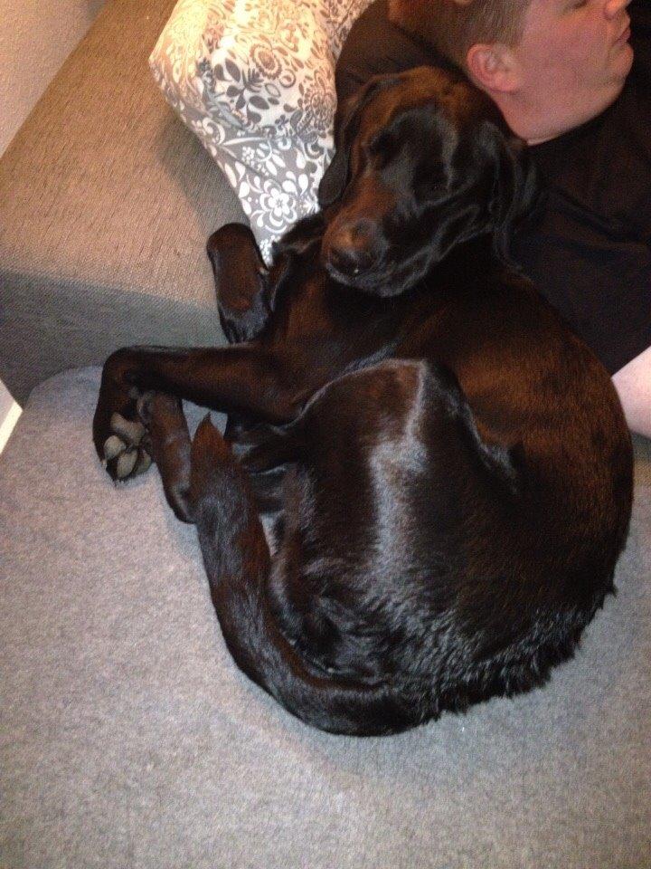 Blanding af racer UFFE billede 16