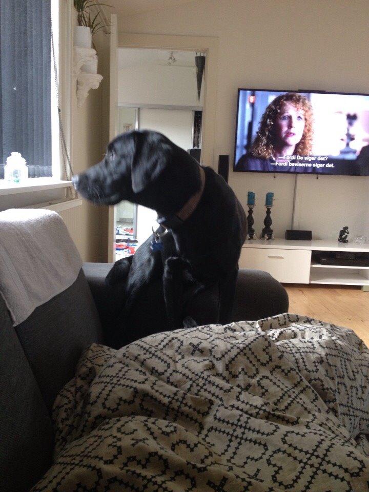 Blanding af racer UFFE billede 17