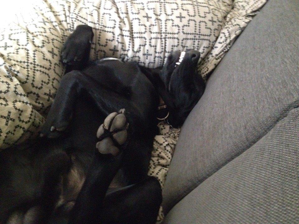 Blanding af racer UFFE billede 18