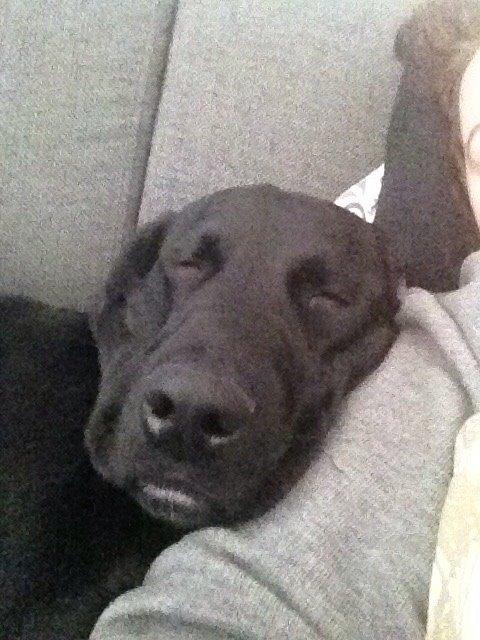 Blanding af racer UFFE billede 19