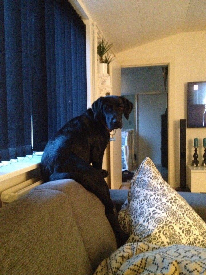 Blanding af racer UFFE billede 20