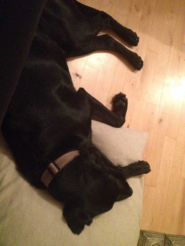 Blanding af racer UFFE billede 21