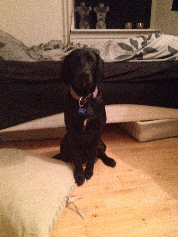 Blanding af racer UFFE billede 22