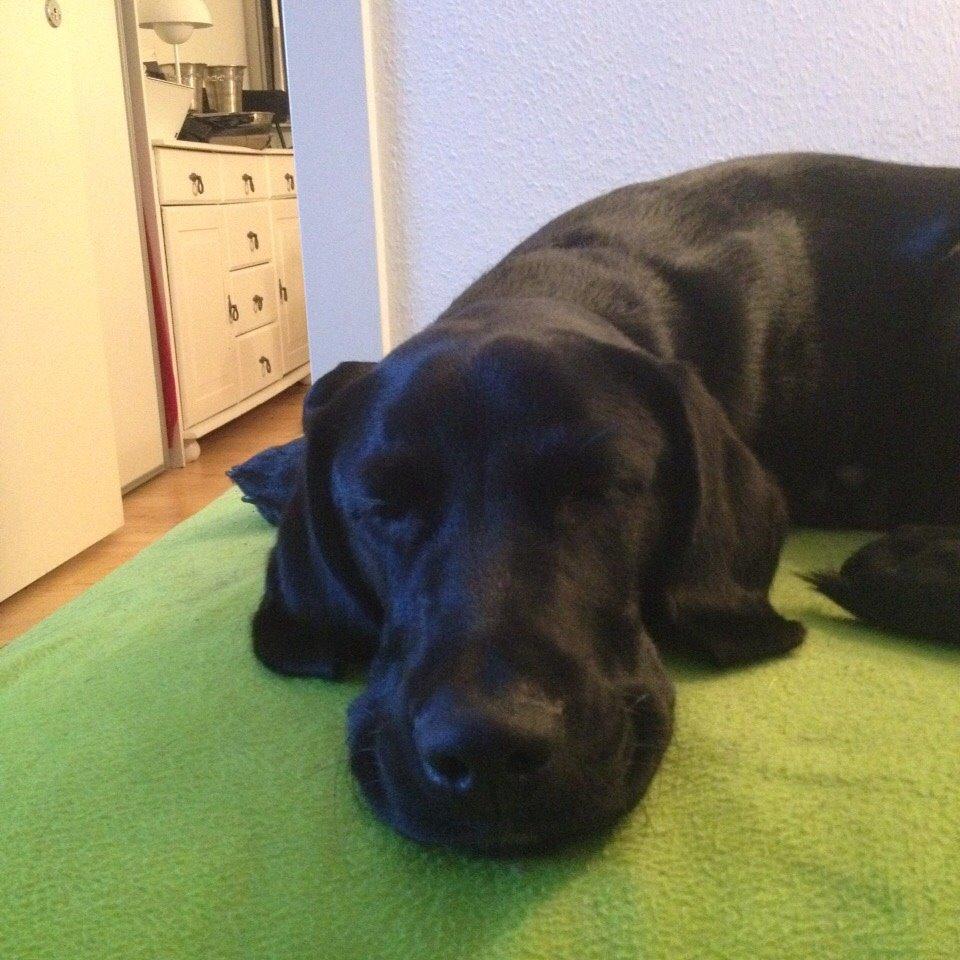 Blanding af racer UFFE billede 23