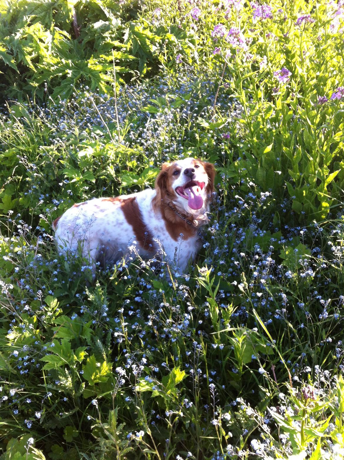 Breton Balto • RIP• - En glad Balto efter at have været ude at løbe billede 30