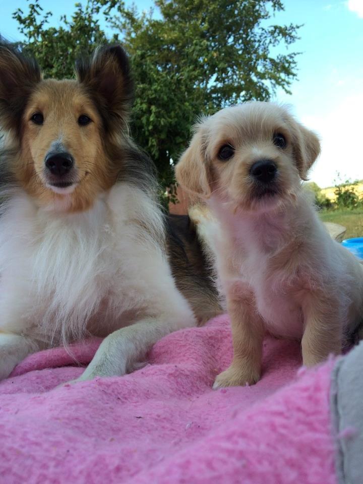 Blanding af racer Aya billede 2